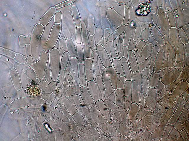 Camarophyllopsis atrovelutina  (Romagn.)  Argaud